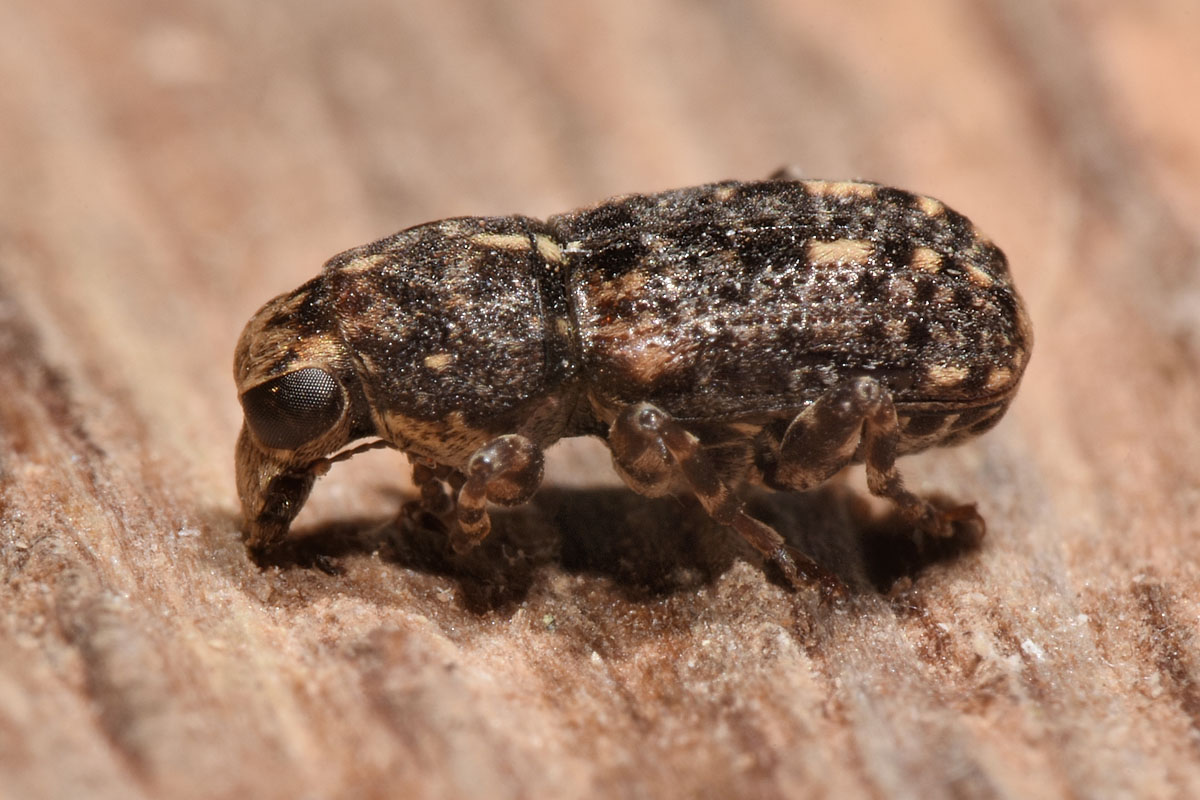 Anthribidae: Ulorhinus bilineatus